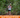 Trail Running for Beginners: What You Need to Know